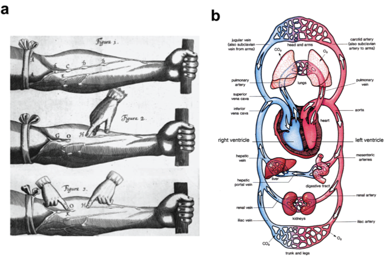 harvey's famous experiment and contemporary
       view of circulation